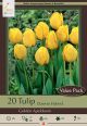 Tulip Golden Apeldoorn 16PK