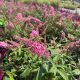 Butterfly Bush Trippy Pink