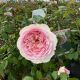 Rose David Austin Silas Marner