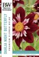 Dahlia Night Butterfly 3PK
