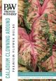 Caladium Clowning Around 2PK