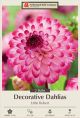 Dahlia Deco Little Robert 2PK