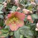 Lenten Rose Frostkiss Penny's Pink