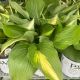 Hosta Shadowland Miss America