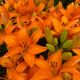 Lily Fantasiatic Orange
