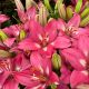 Lily Fantasiatic Pink