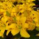 Lily Fantasiatic Yellow