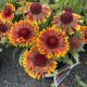 Blanket Flower Spintop Copper Sun