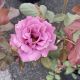 Rose Floribunda Angel Face