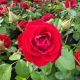 Rose Floribunda Cherrytini