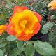 Rose Floribunda Sunbelt Garden Flame