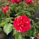 Rose Floribunda Winning Streak