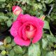 Rose Hybrid Tea Cherries & Champagne