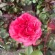 Rose Hybrid Tea Loves Me, Loves Me Not