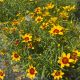 Coreopsis Designer Threads Golden Needles