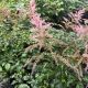 Astilbe Hennie Graafland