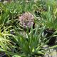 Allium Bubble Bath
