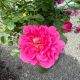 Rose David Austin Princess Anne