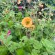 Geum Tempo Orange