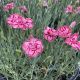 Dianthus Starburst