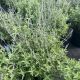 Russian Sage Crazy Blue