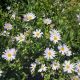 Kalimeris Blue Star