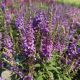 Butterfly Bush Birthday Cake