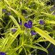 Spiderwort Sweet Kate