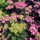 Hydrangea Let's Dance Can Do!