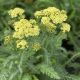Yarrow Sunny Seduction