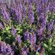 Salvia Bumbleblue
