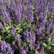 Salvia Bumbleblue