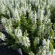 Salvia Bumblesnow