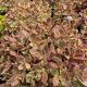 Sedum Sunsparkler Wildfire