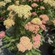 Yarrow Skysail Bright Pink