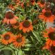 Coneflower Orange Skipper
