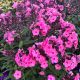 Phlox Coral Creme Drop