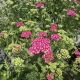 Yarrow Firefly Fuchsia