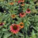 Coneflower Butterfly Rainbow Marcella