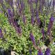 Salvia Caradonna