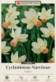 Narcissus Carice 7PK