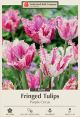 Tulip Purple Circus 7PK