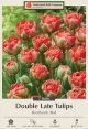 Tulip Bombastic Red 7PK