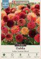 Dahlia Deco Indian Summer Blend 3PK