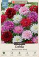 Dahlia Karma Sunrise Blend 3PK