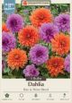 Dahlia Rise and Shine Blend 3PK