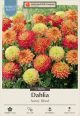 Dahlia Deco Sunny Blend 3PK