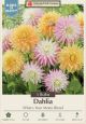 Dahlia Whats Your Motto 3PK