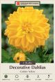 Dahlia Deco Golden Yellow 2PK