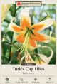 Lilium Lady Alice 2PK